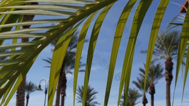 手掌这些洛杉矶加州美国夏季审美圣诞老人莫妮卡威尼斯海滩太平洋海洋清晰的蓝色的天空标志性的棕榈树大气贝弗利山好莱坞共鸣
